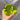 Squishy Green Apple Squishy Toys anti Stress Sensory Fidgets Toy Soft Simulated Transparent Slow-Rebound ADHD Autism Slow Toys